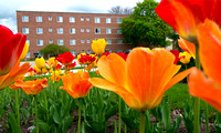 2014-361-053 Campus scenics Spring sj