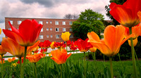 2014-361-045 Campus scenics Spring sj