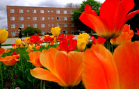 2014-361-051 Campus scenics Spring sj