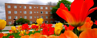 2014-361-052 Campus scenics Spring sj