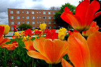 2014-361-049 Campus scenics Spring sj