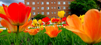 2014-361-047 Campus scenics Spring sj