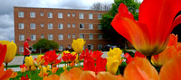 2014-361-050 Campus scenics Spring sj