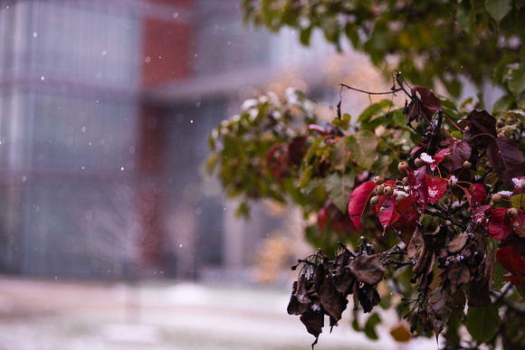 2019-508-s-023 Campus First Snow as